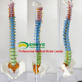 SPINE02 (12373) Medical Science Human Full Size Color Didactic Spine Model, Spine/Vertebrae Models